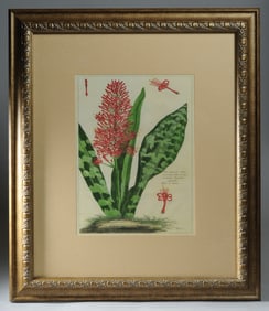 Hand Colored Botanical Print
