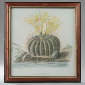 Four Botanical Lithographs, Cactuses