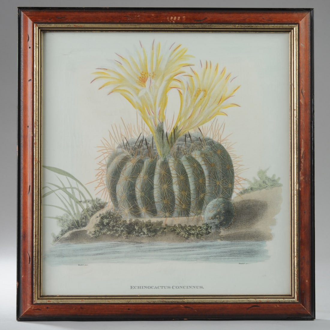 Four Botanical Lithographs, Cactuses (1 of 3)