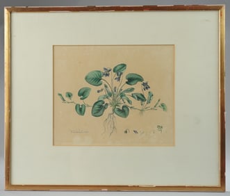 Antique Hand Colored Botanical Engraving