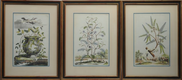 3 Abraham Munting Botanical Engravings, Framed