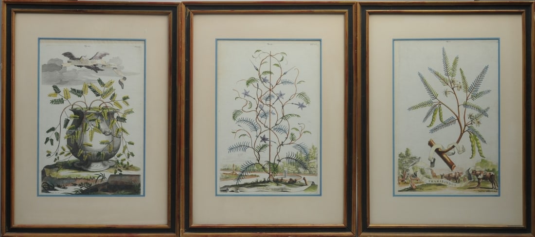 3 Abraham Munting Botanical Engravings, Framed (1 of 14)