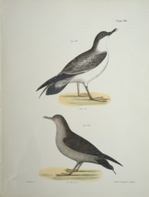 23 J. W. Hill 1844 Hand Colored Bird Lithographs