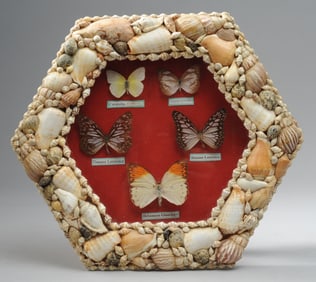 Butterfly Taxidermy in Seashell Frame
