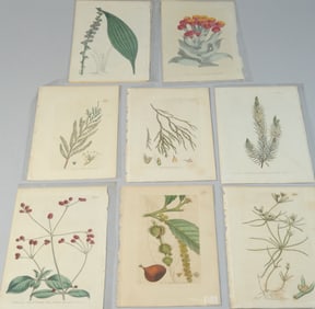 Eight 18th C. Botanical Book Plates