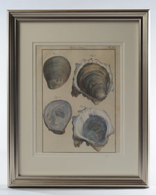 Set 18th C. Engravings of Shells, Robert Bernard