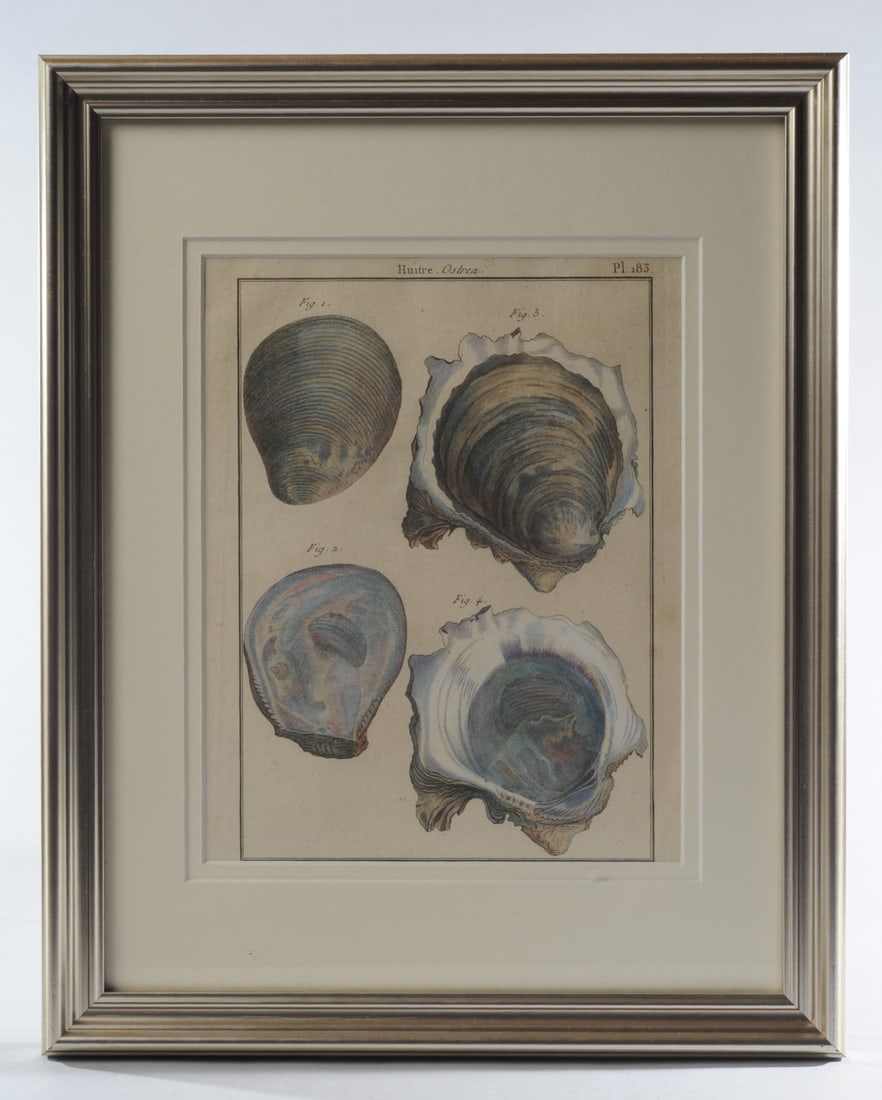 Set 18th C. Engravings of Shells, Robert Bernard (1 of 10)