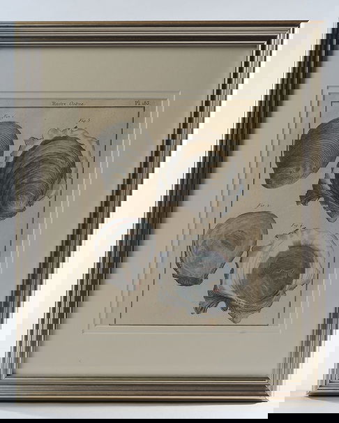 Set 18th C. Engravings of Shells, Robert Bernard