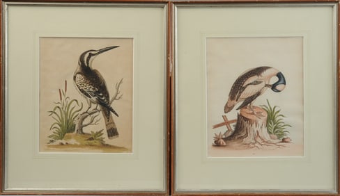 George Edwards 2 Hand-Colored Engravings 18th C.