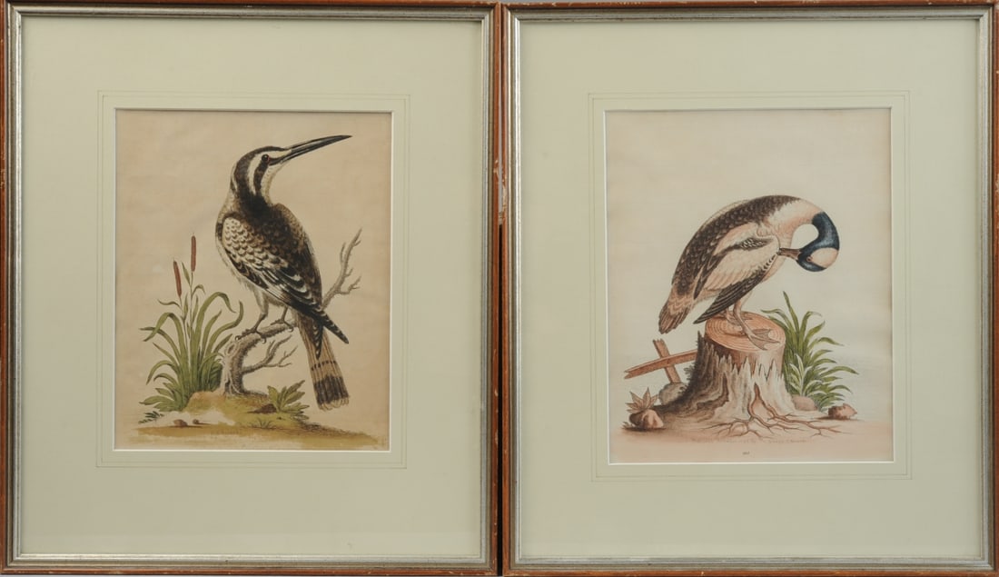 George Edwards 2 Hand-Colored Engravings 18th C. (1 of 3)