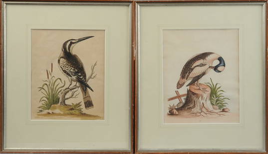 George Edwards 2 Hand-Colored Engravings 18th C.: Pair of Identically framed 18th C. hand-colored ornithological engravings by George Edwards (1694-1773,) "Little Black & White Duck" and "The Black and White Kingfisher" from his book, "A Natural