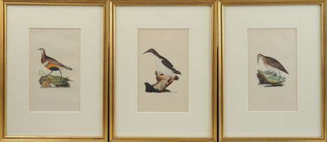 3 Framed Ornithological Engravings, Edward Donovan