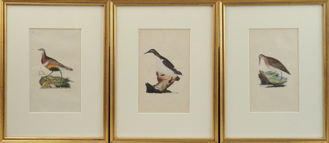 3 Framed Ornithological Engravings, Edward Donovan (1 of 5)