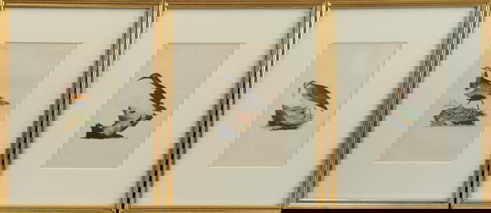 3 Framed Ornithological Engravings, Edward Donovan: Three identically framed hand-colored ornithological copper engravings from the Natural History of British Birds, published 1816, by Anglo-Irish illustrator and Naturalist Edward Donovan (1768-1837.)