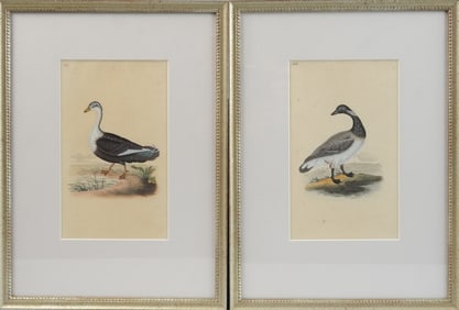 4 Framed Ornithological Engravings, Edward Donovan