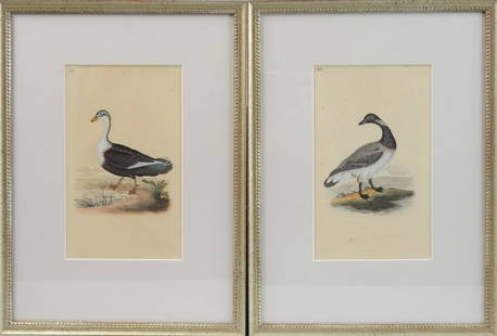 4 Framed Ornithological Engravings, Edward Donovan: Four hand colored copper plate engravings from "Natural History of British Birds", London, 1794-1819, by Anglo-Irish zoologist, engraver and artist Edward Donovan (1768-1837.) Birds pictured are: