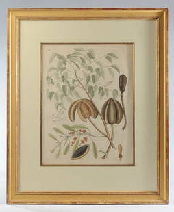 Mark Catesby (1682-1749) Engraving, Mahogany Tree: Hand-colored 18th C. engraving on chain-lined laid paper showing the leaves, flowers, fruit and seed pods of the Mahogany tree. From "The Natural History of Carolina, Florida, and the Bahama