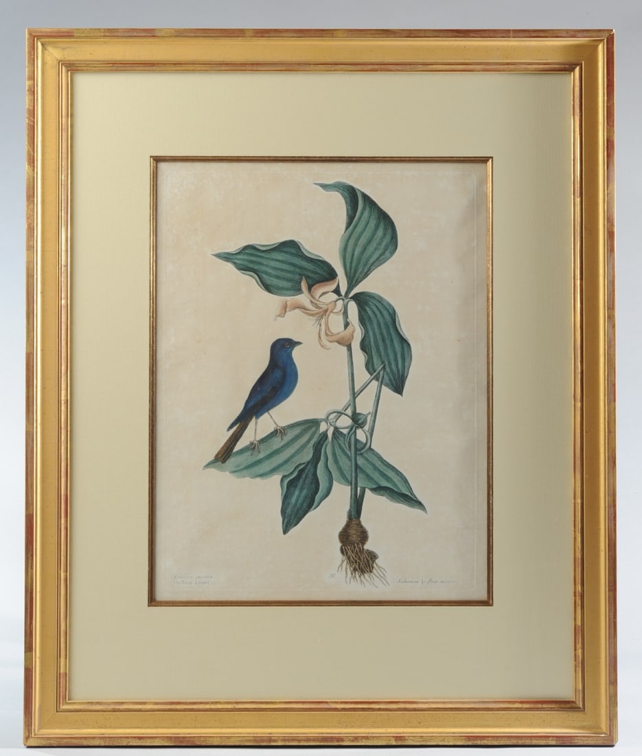 Mark Catesby (1682-1749) Engraving, Blew Linnet (1 of 5)