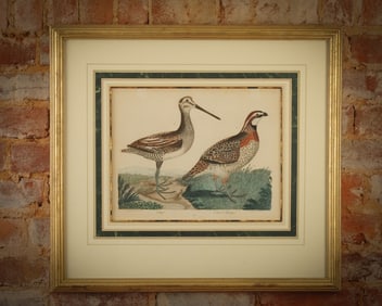 After Alexander Wilson, Snipe; Quail or Partridge