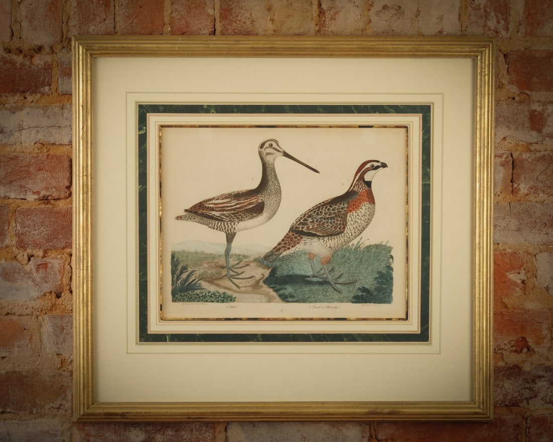 After Alexander Wilson, Snipe; Quail or Partridge (1 of 9)