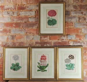 Set of Four 19th C Botanical Lithos