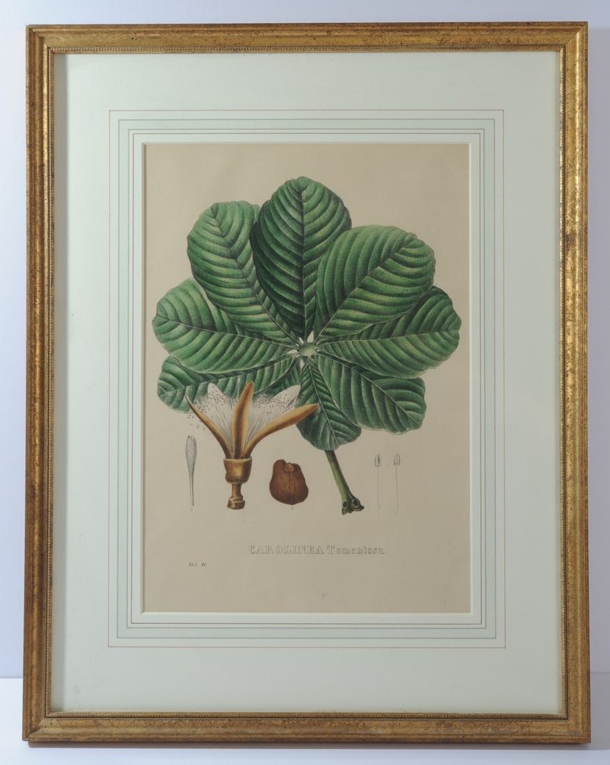 Six Hand-Colored Botanical Lithographs (1 of 20)