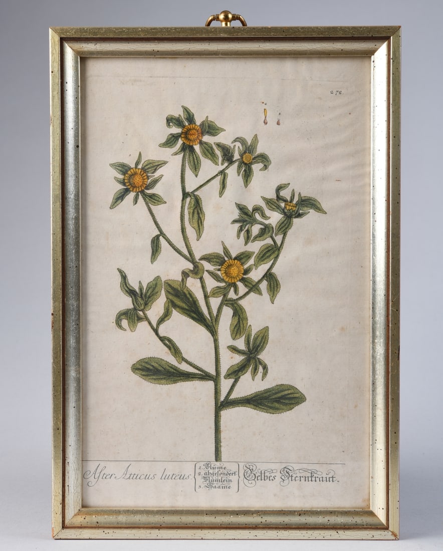 19th C. German Botanical Engraving: “Gelbes Sternkraut” hand colored engraving, plant identified in Latin at lower left as “Aster Atticus luteus,” with German title in decorative script at lower right and a numbered key