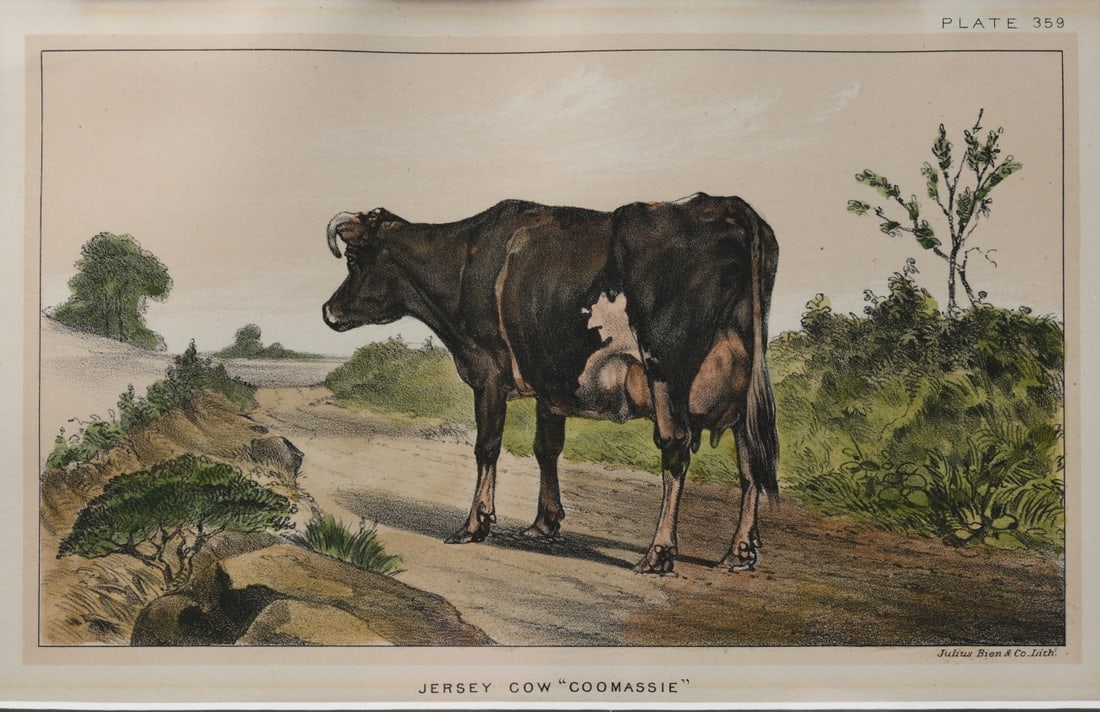 19th C. Jersey Cow "Coomassie" Lithograph: Published by Julius Bien & Co., New York, late 19th century (Plate 359), depicting a standing Jersey cow in a pastoral landscape, titled in margin “Jersey Cow "Coomassie", matted and framed.Frame ap