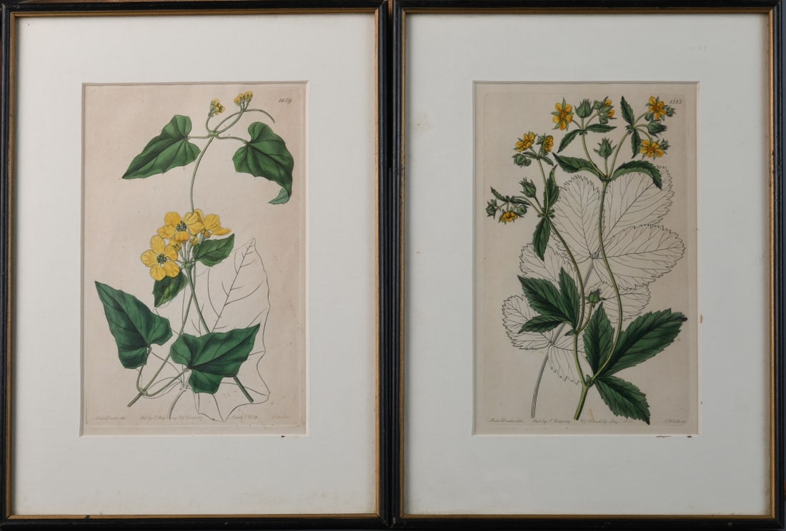 Pair of 19th C. Botanical Engravings (1 of 5)
