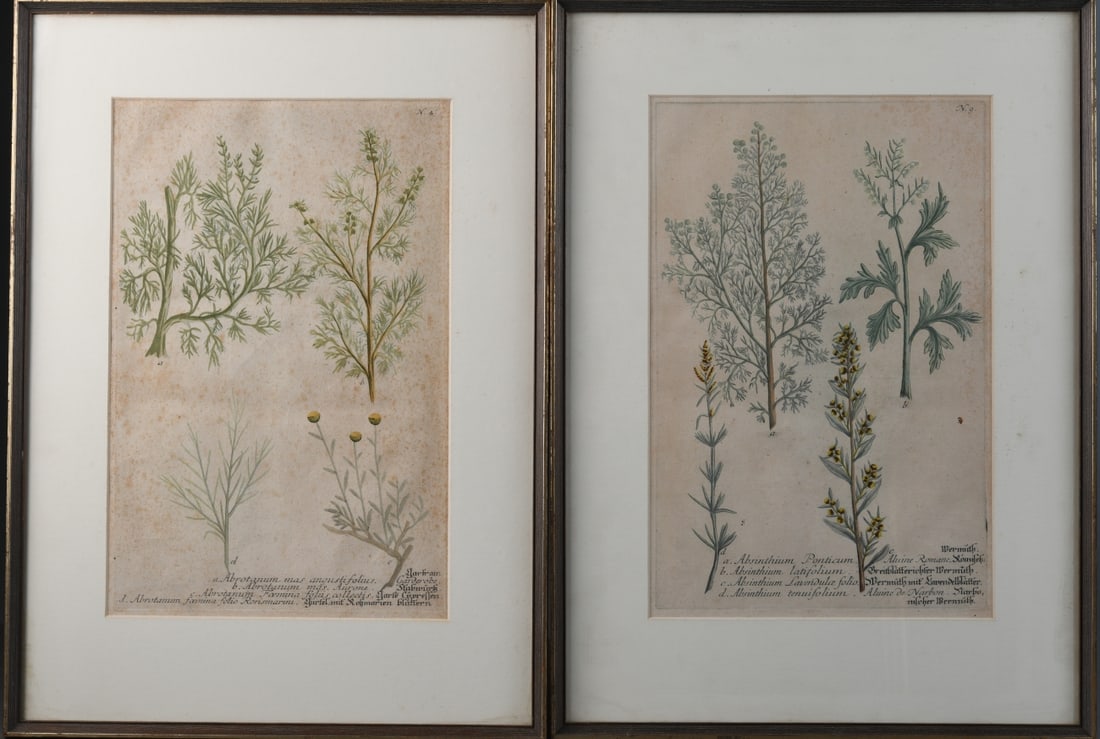 Two 18th C. Hand Colored Botanical Engravings (1 of 9)