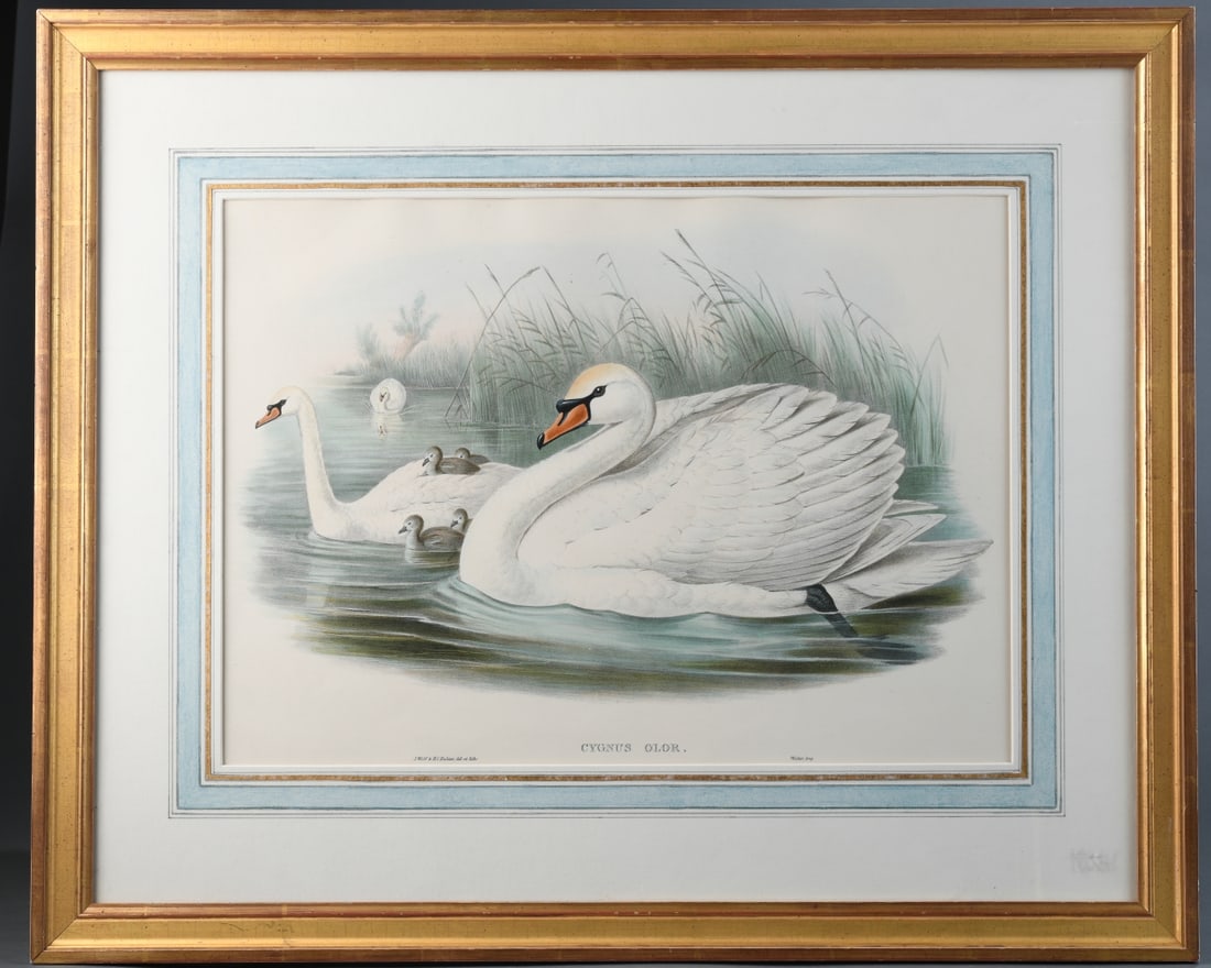 19th C. Swan Family Lithograph: Color lithograph on paper, depicting a pair of swans with cygnets in a marsh setting. Titled CYGNUS OLOR in the lower margin, with printed artist/lithographer credit “J. Wolf & H.C. Richter, del. et