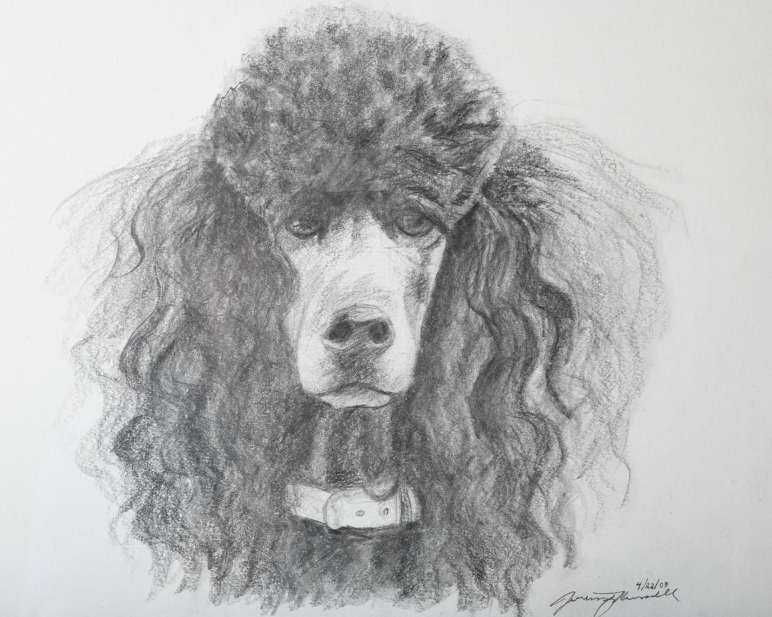 Signed Poodle Portrait Drawing - 2