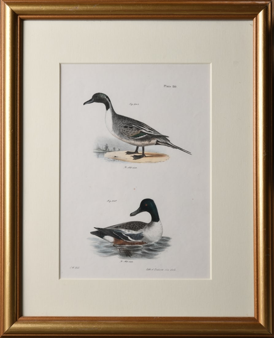 Five Ornithological Prints, Audubon and Hill: Five framed ornithological prints, including three after John James Audubon and two after J.W. Hill. Color lithographs on paper, depicting various bird and waterfowl subjects, published by firms inclu
