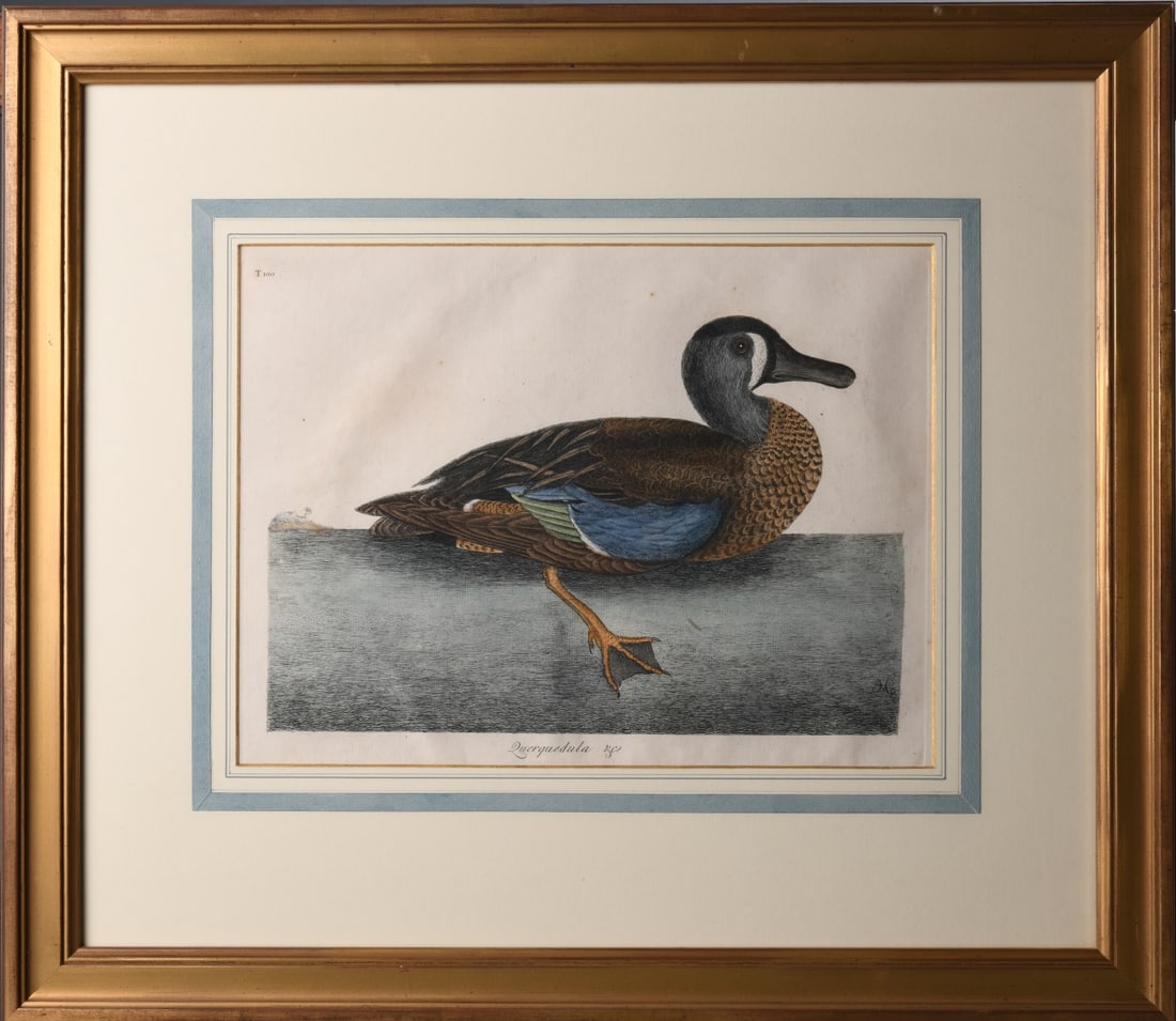 Pair of Ornithological Engravings after Catesby: Pair of bird prints after Mark Catesby, depicting ducks or teal, plate numbers T99 and T100, in matching molded giltwood frames. Some creasing visible on one, some ripples and waviness.Frame approx.