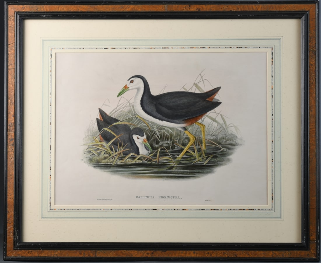 19th C. German Ornithological Lithograph (1 of 5)
