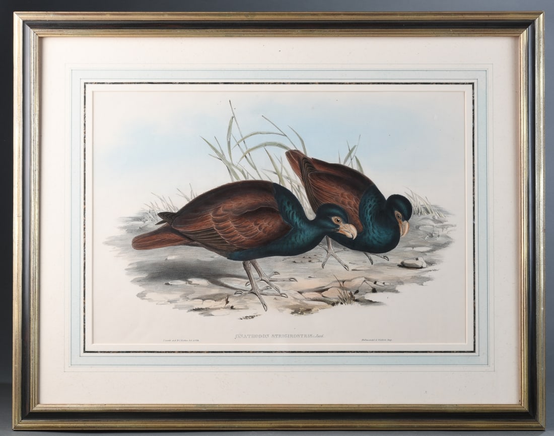 19th C. Ornithological Lithograph (1 of 7)