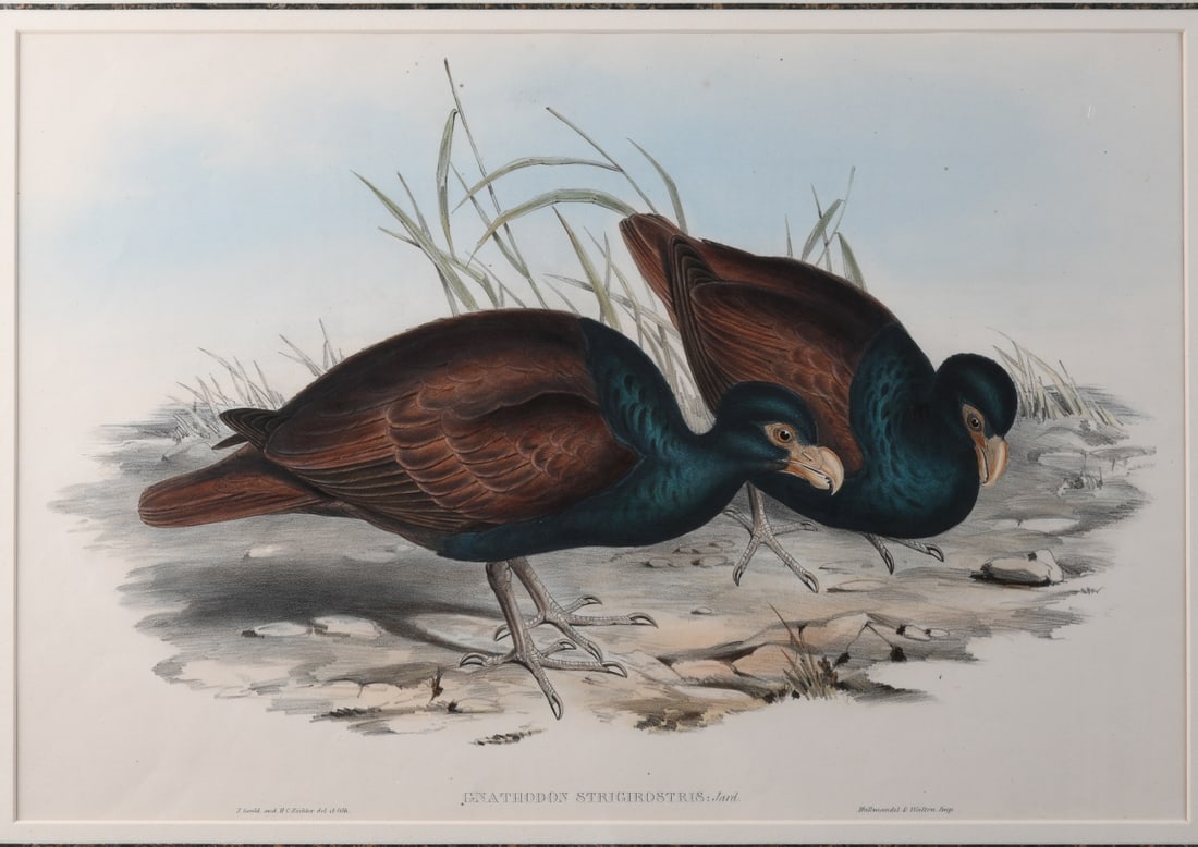 19th C. Ornithological Lithograph - 2