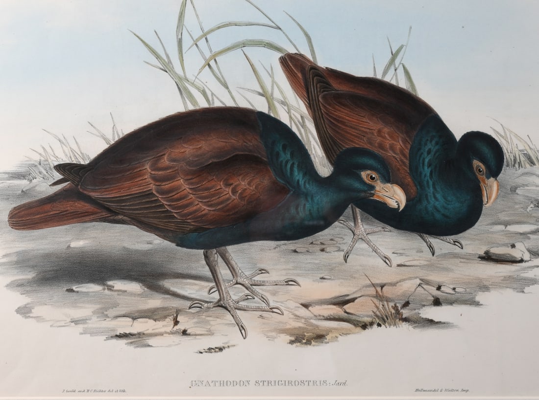 19th C. Ornithological Lithograph - 3