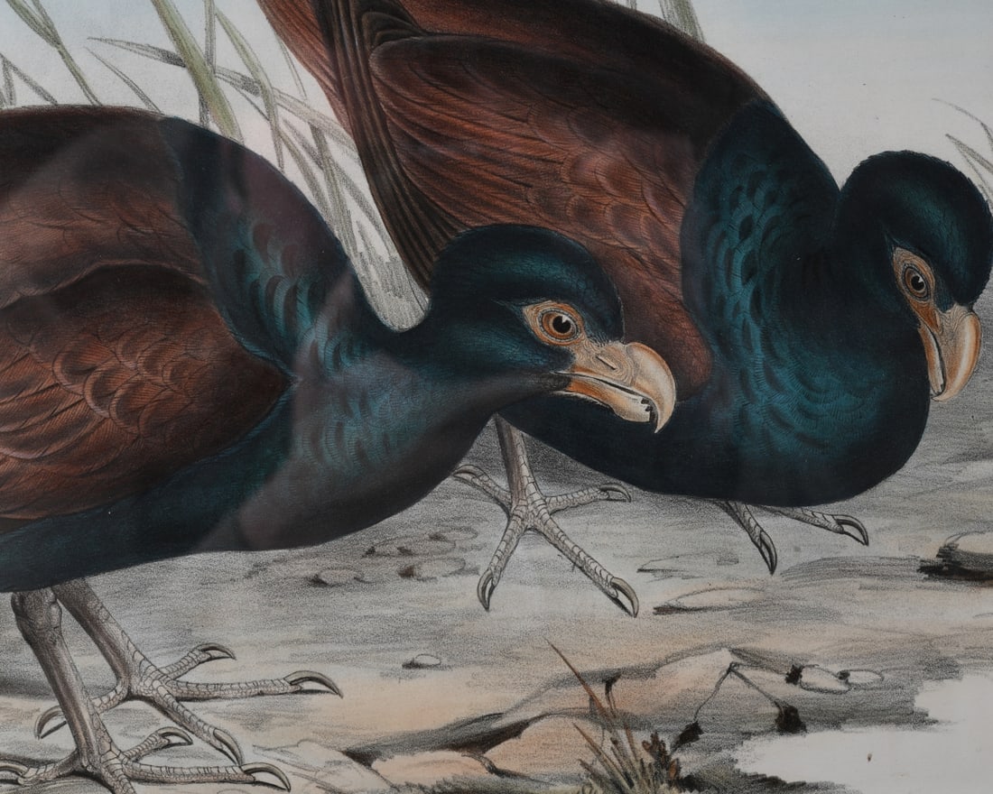 19th C. Ornithological Lithograph - 4