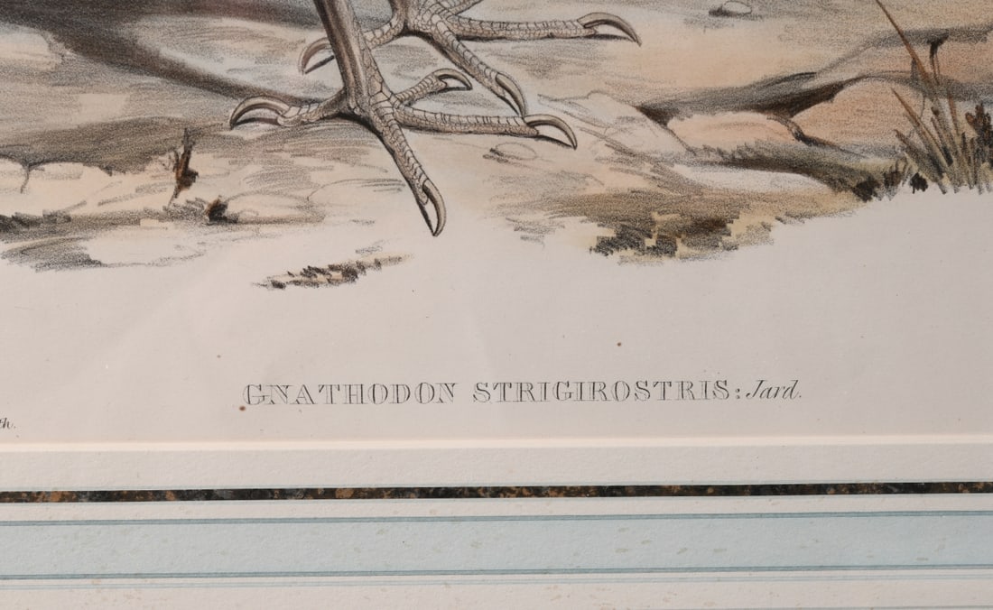 19th C. Ornithological Lithograph - 5