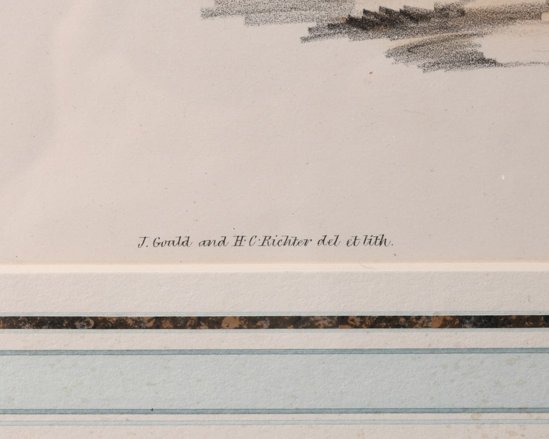 19th C. Ornithological Lithograph - 6
