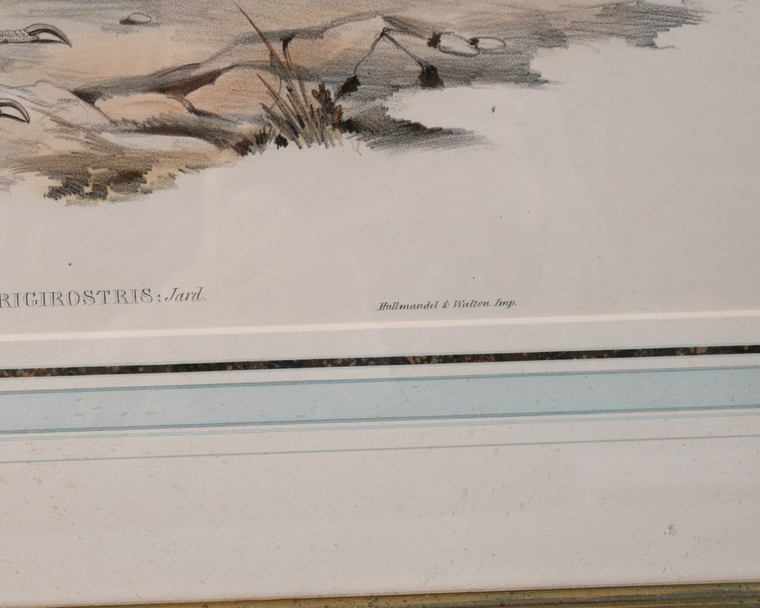 19th C. Ornithological Lithograph - 7