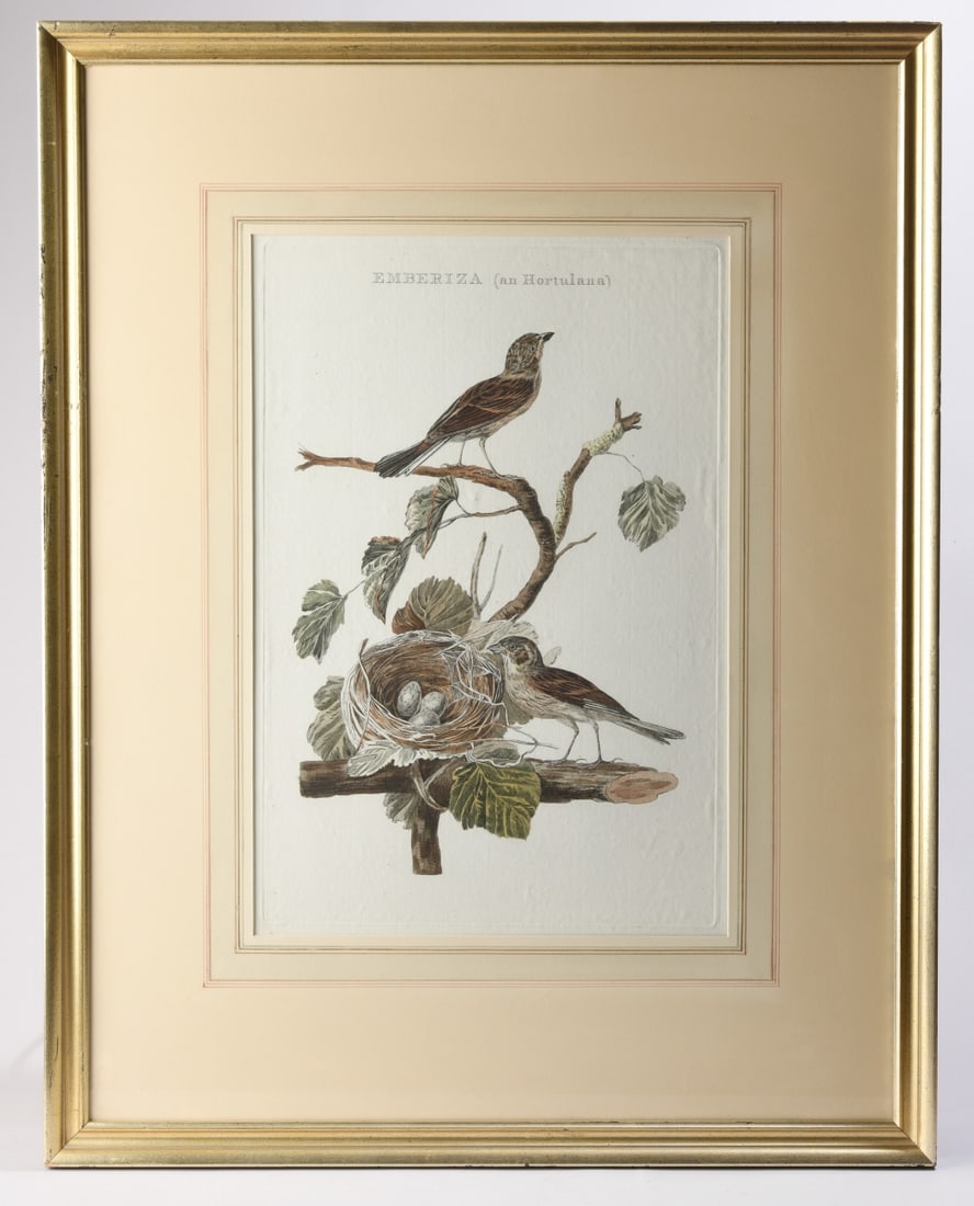 Nozeman & Sepp, Pair of Ornithological Prints (1 of 12)