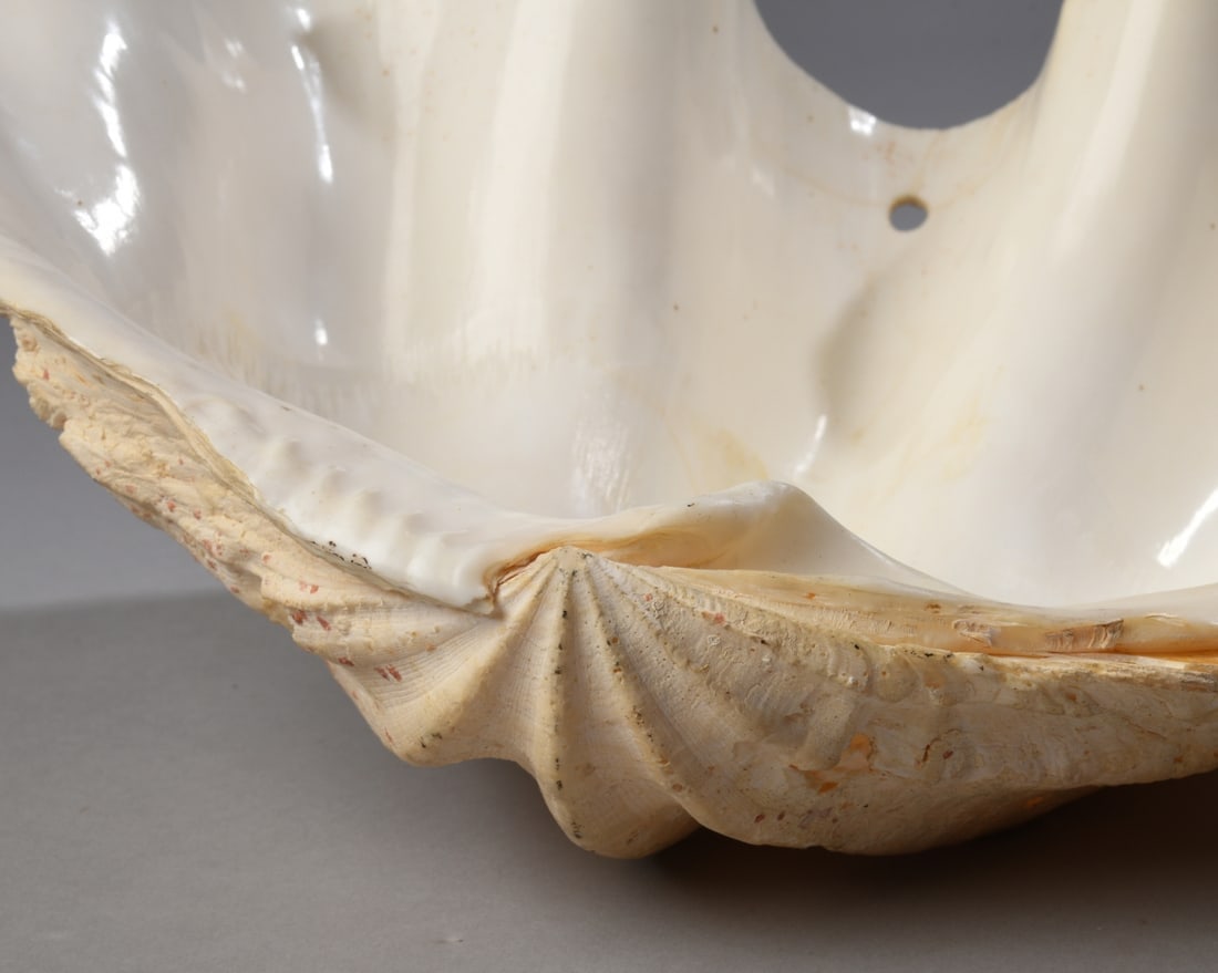 Two Giant Clam Shells - 10