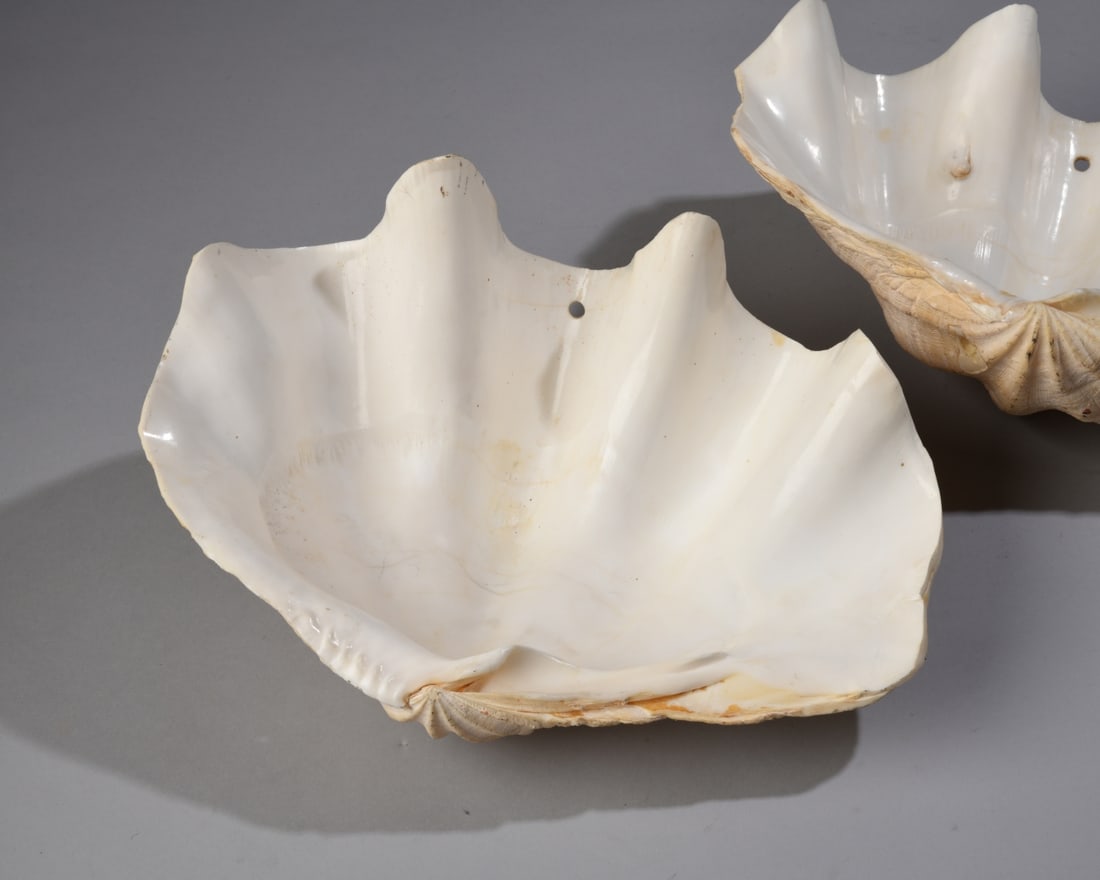 Two Giant Clam Shells - 11