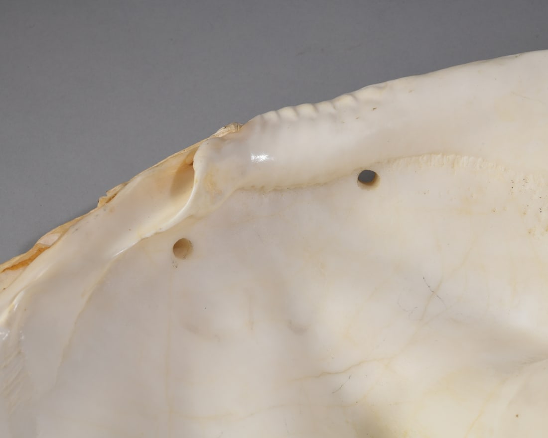Two Giant Clam Shells - 12
