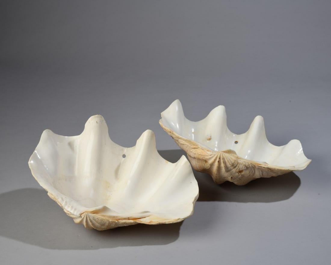 Two Giant Clam Shells: Two giant clam shells, each with drilled holes for wall-hanging. Rim chips to one shell. Largest dimensions approx. 12" x 8 3/4" x 5 3/4". Our primary recommendation is to arrange shipping yourself us