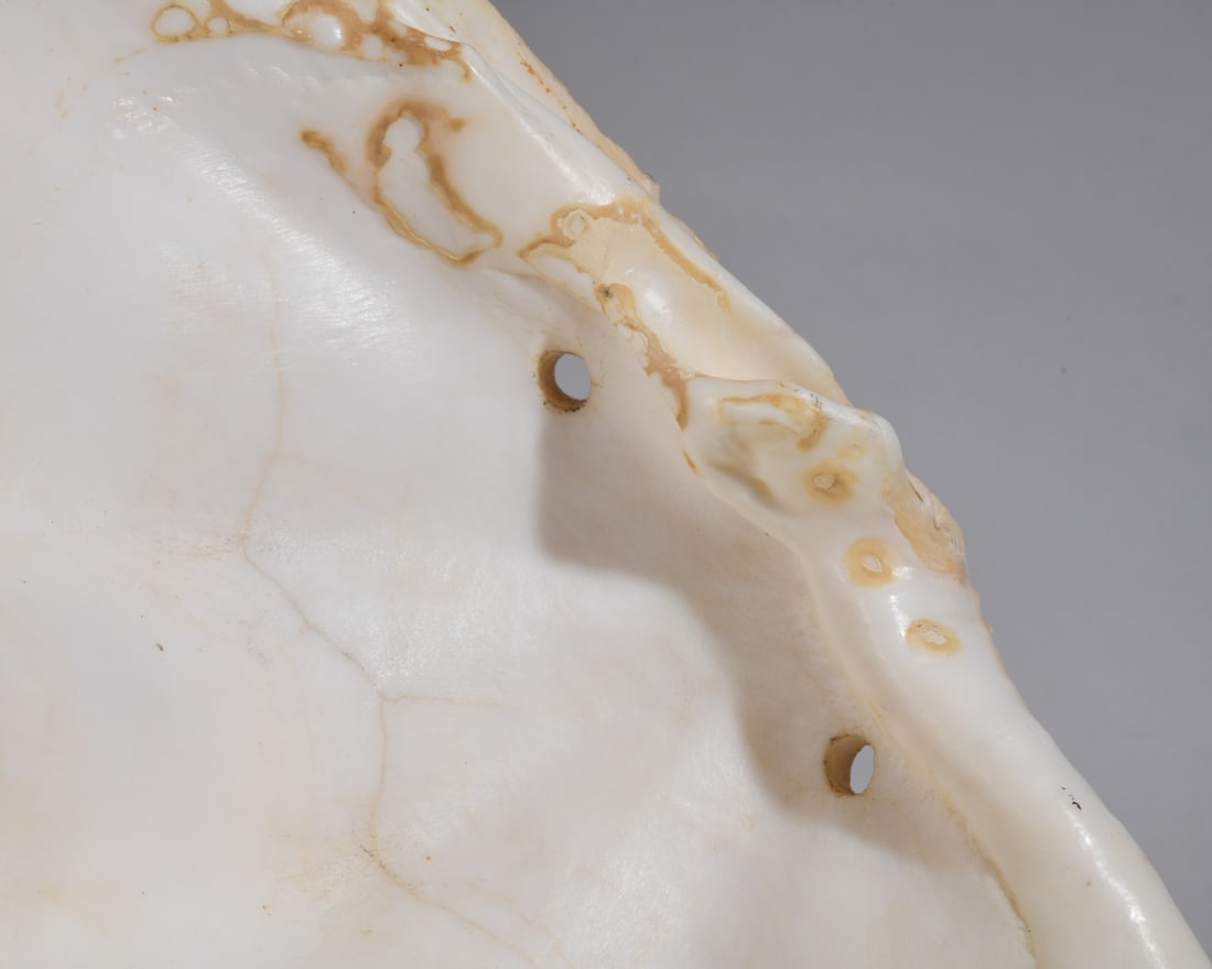 Two Giant Clam Shells - 2