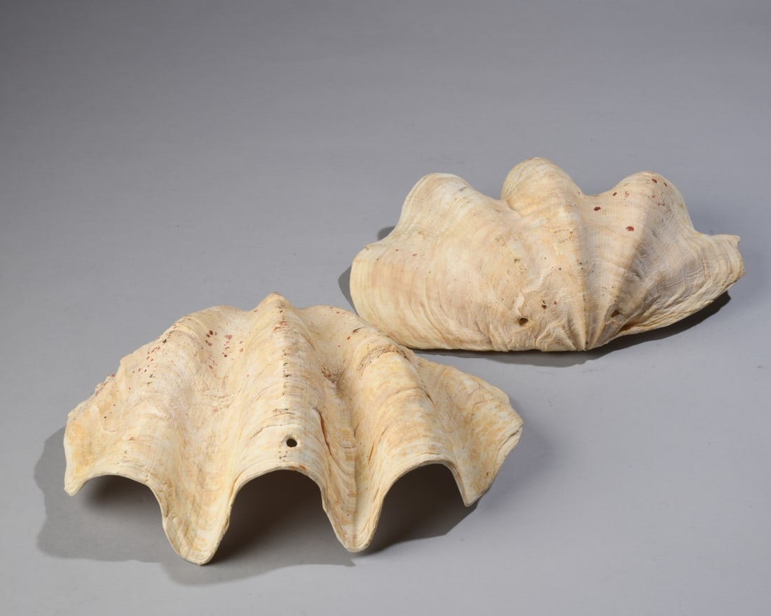Two Giant Clam Shells - 3