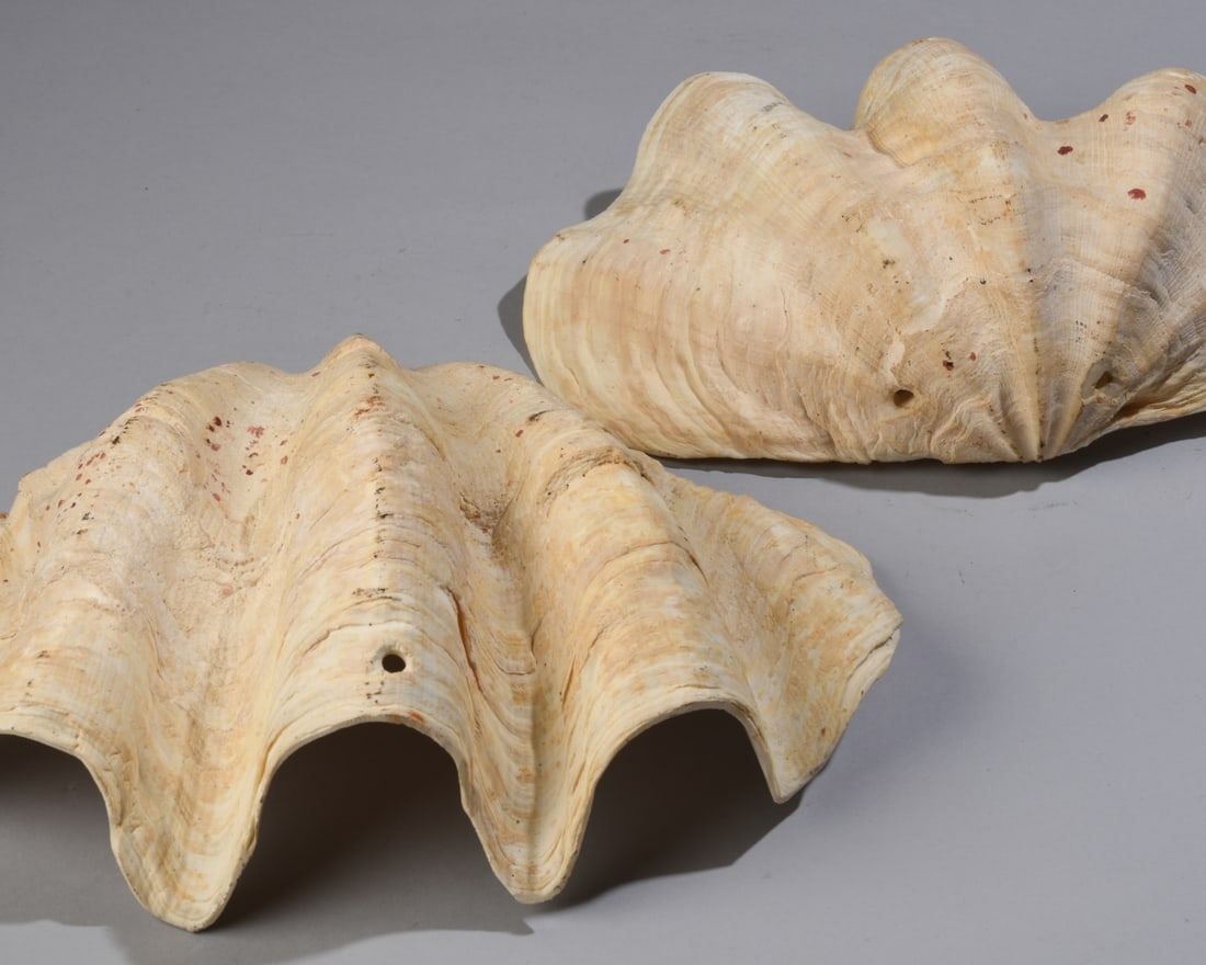 Two Giant Clam Shells - 4